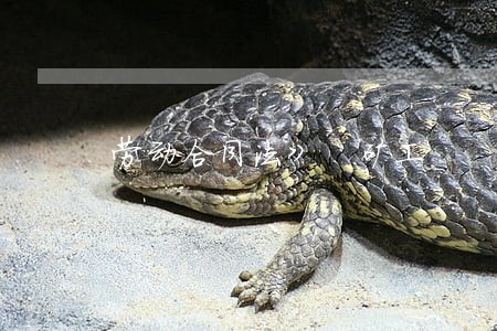 劳动合同法》 矿工 劳动合同法》 矿工